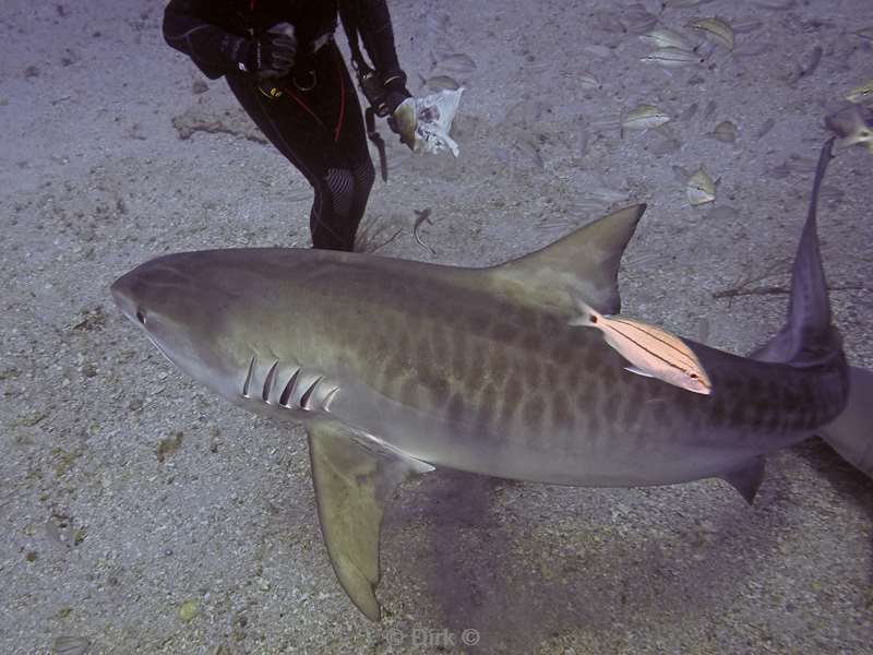 tiger shark