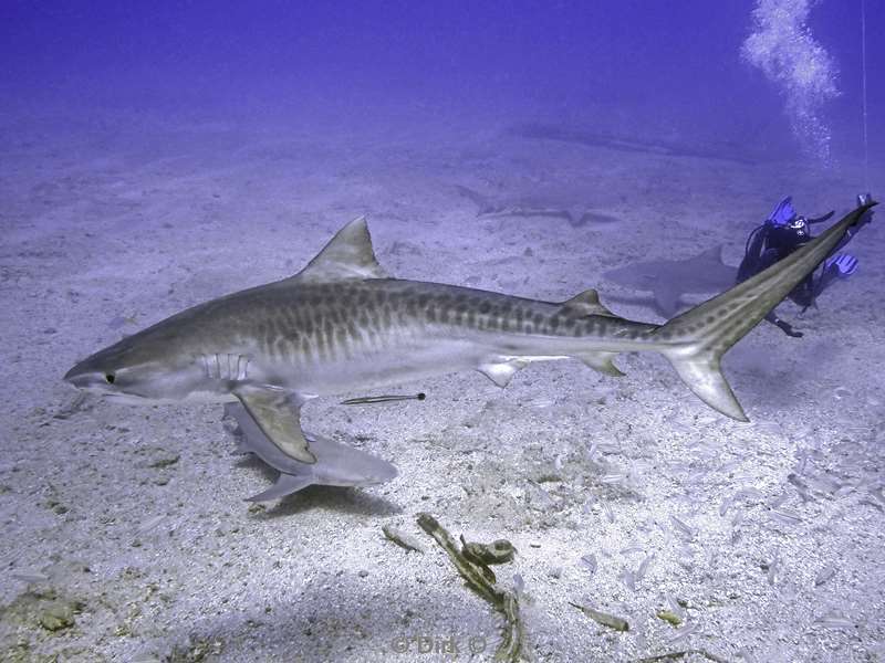 tiger shark