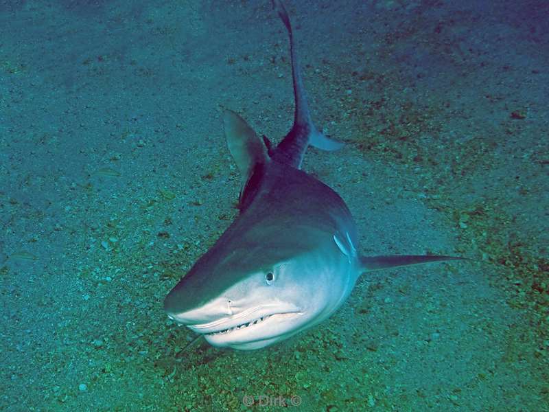 tiger shark