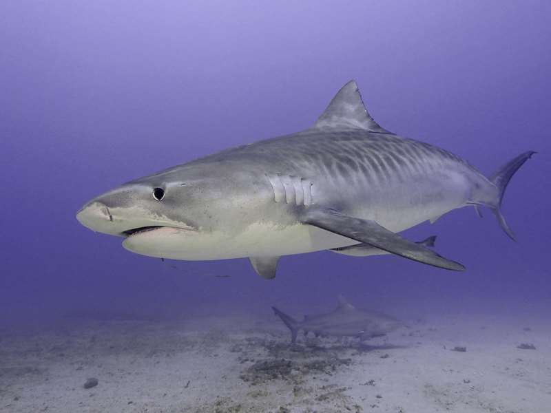 tiger shark