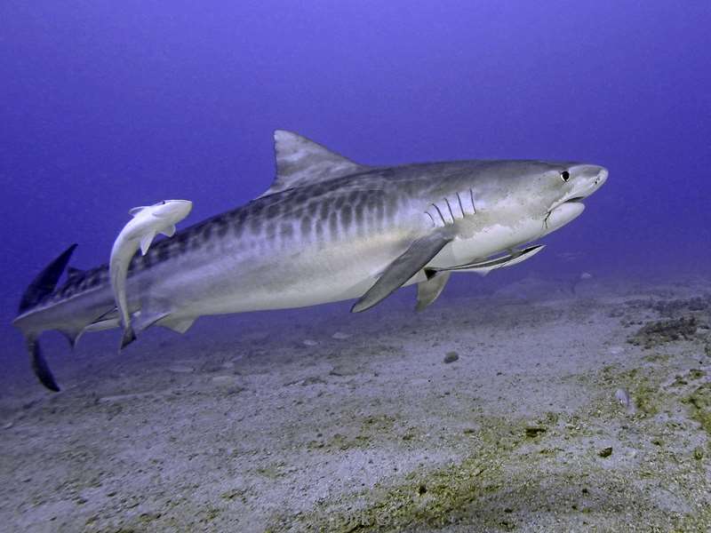 tiger shark