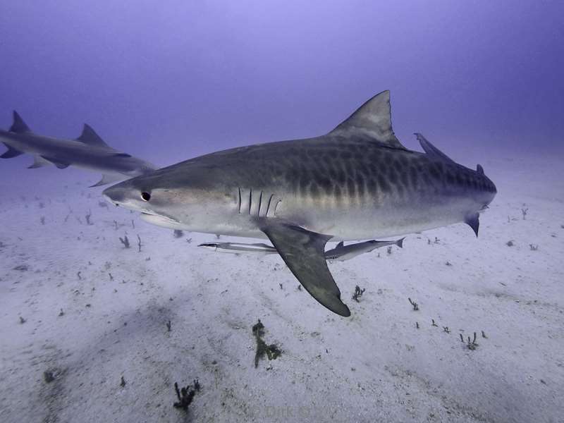 tiger shark