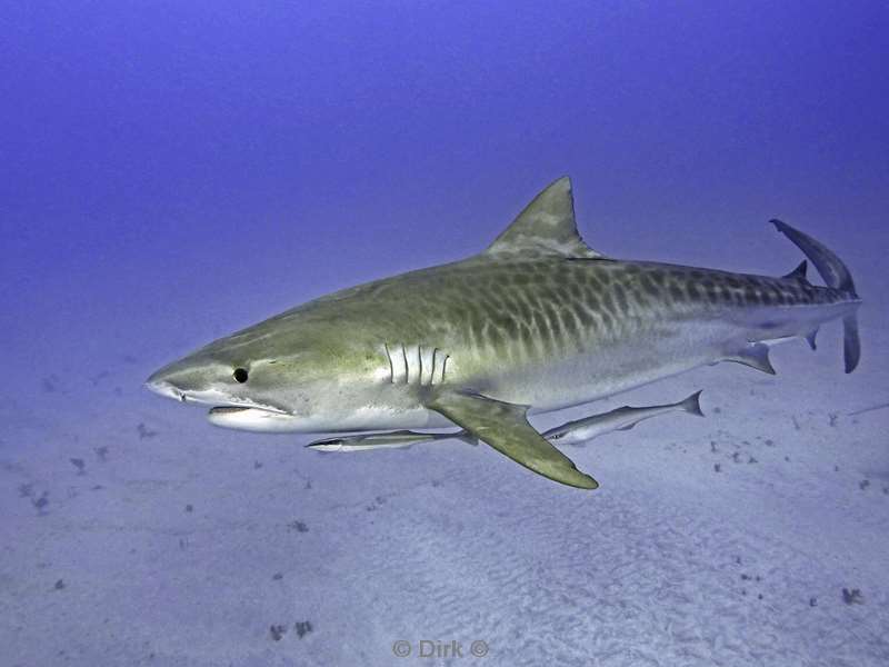 tiger shark