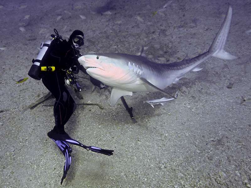 tiger shark