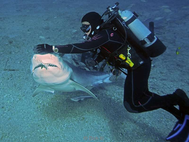 tiger shark