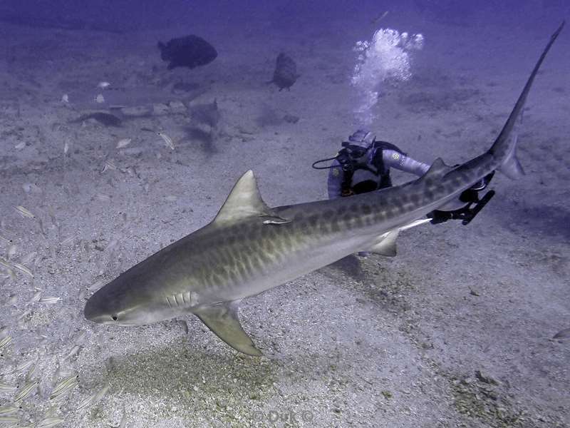 tiger shark