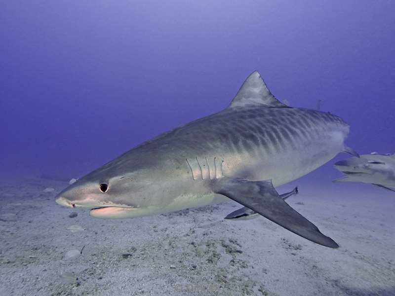 tiger shark