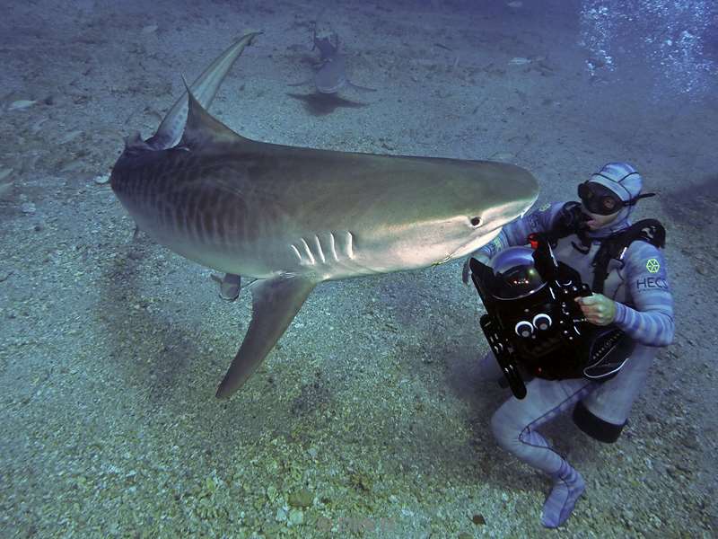 tiger shark