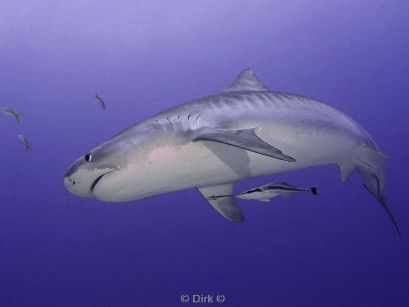 tiger shark