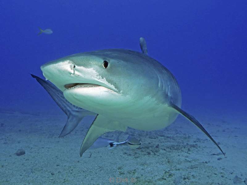 tiger shark