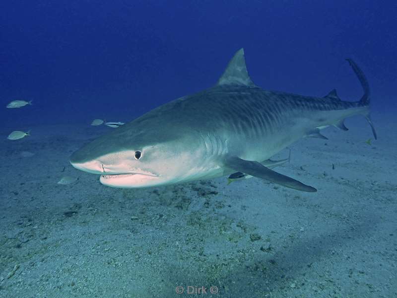 tiger shark