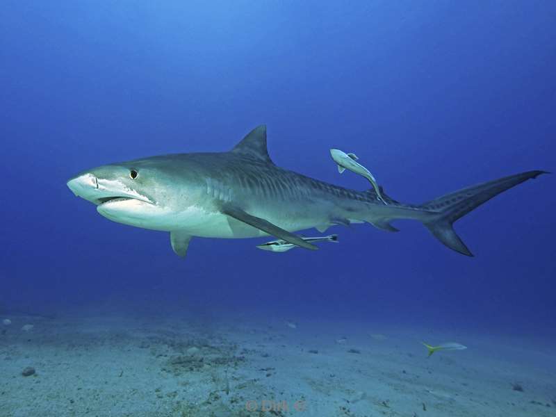 tiger shark