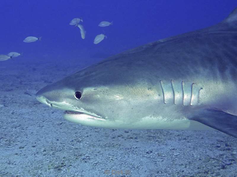 tiger shark