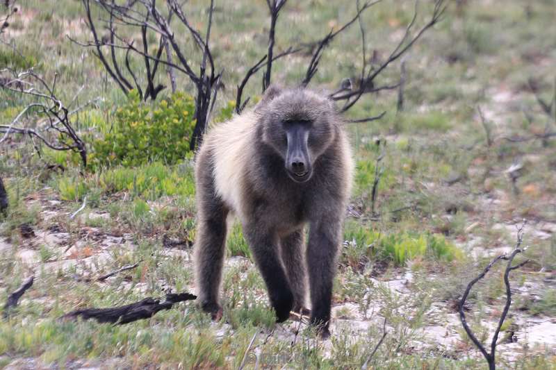 south africa baboons