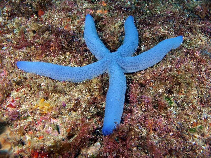 diving south africa blue seastar