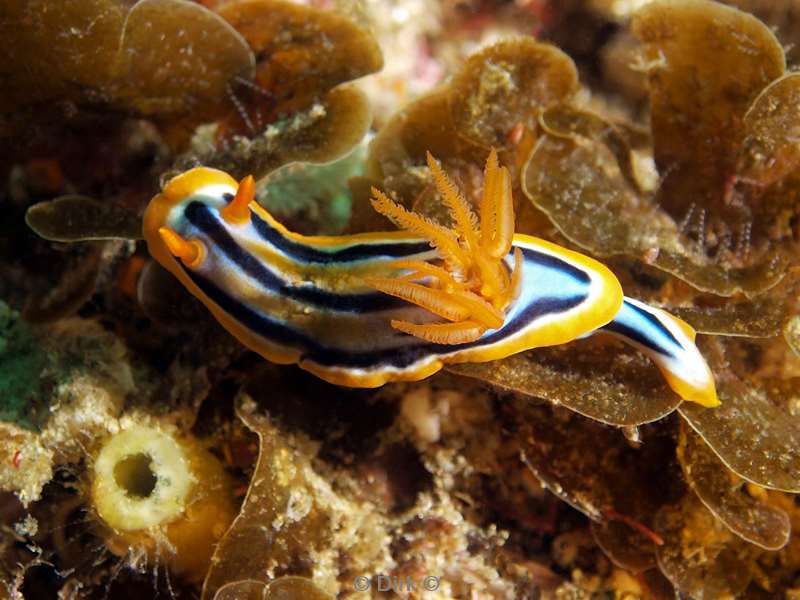 duiken zuid-afrika chromodoris-nudibranch