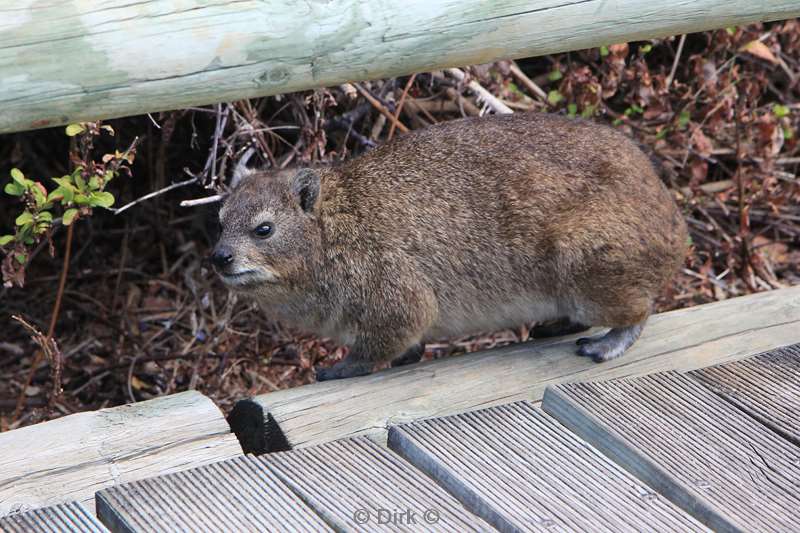 south africa dassies