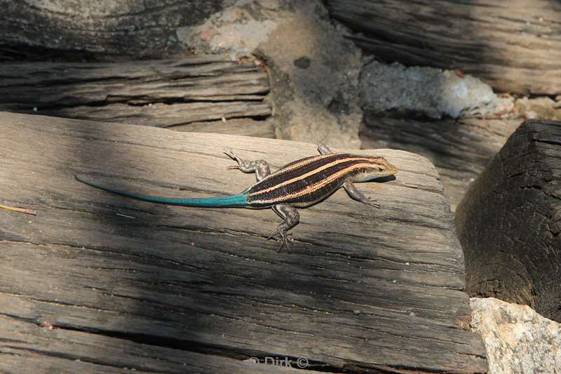 zuid-afrika dragenbergen lizard