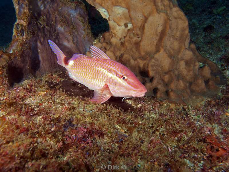 diving south africa goatfish