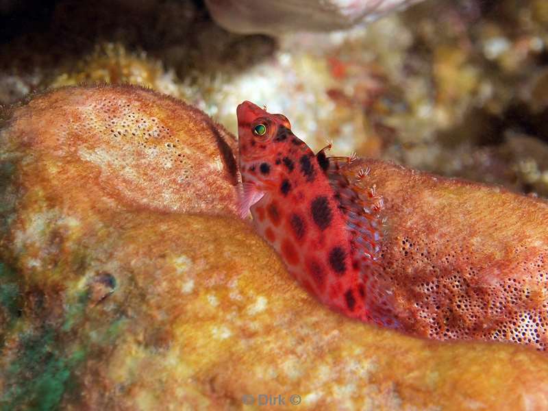 duiken zuid-afrika hawkfish