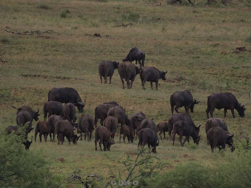 zuid-afrika hluluwe buffels