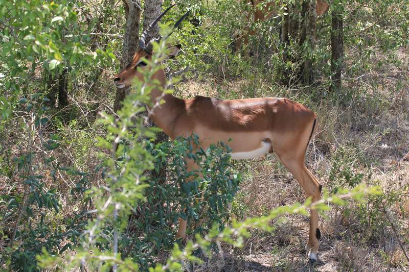 zuid-afrika hluluwe impala