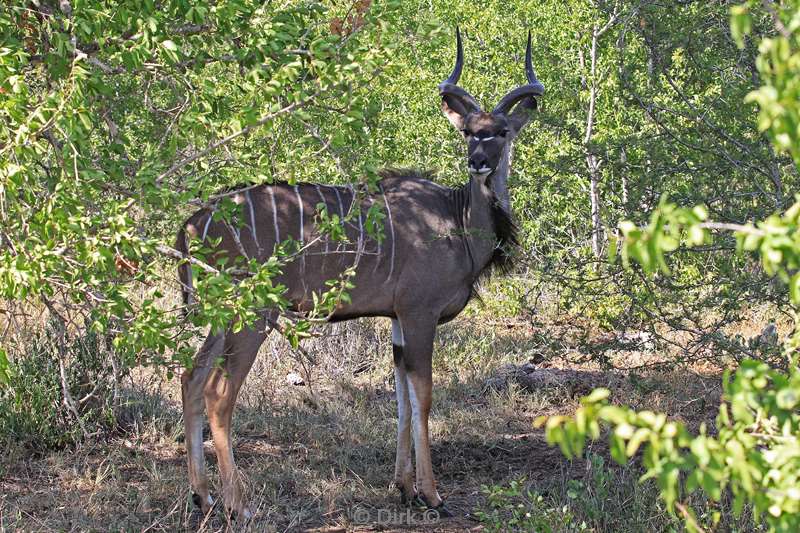 south africa hluluwe kudus