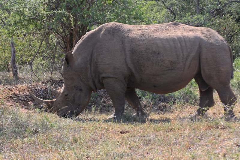 zuid-afrika hluluwe neushoorns