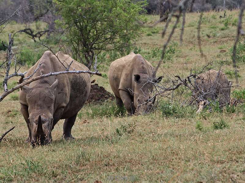 zuid-afrika hluluwe neushoorns