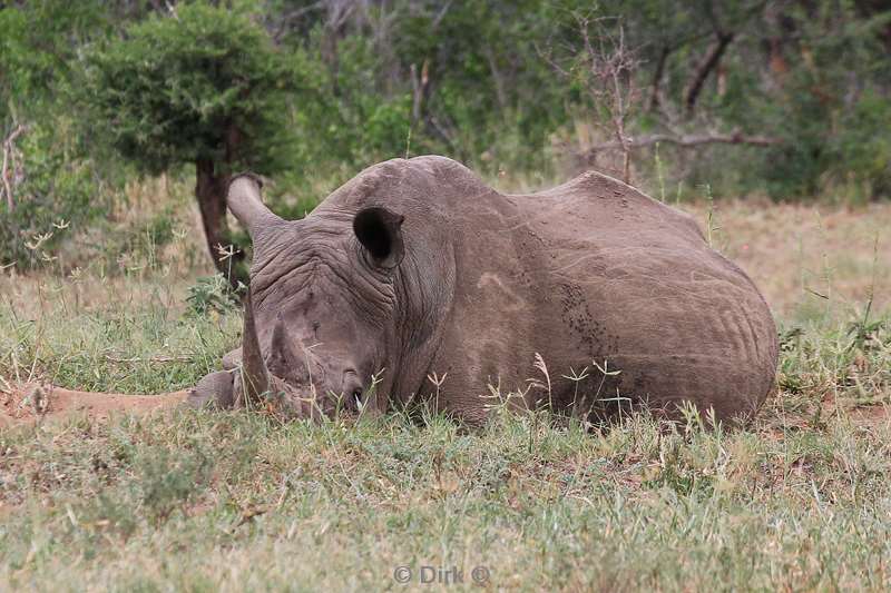 zuid-afrika hluluwe neushoorns