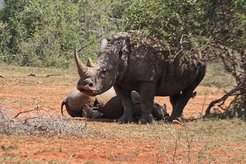 zuid-afrika hluluwe neushoorns