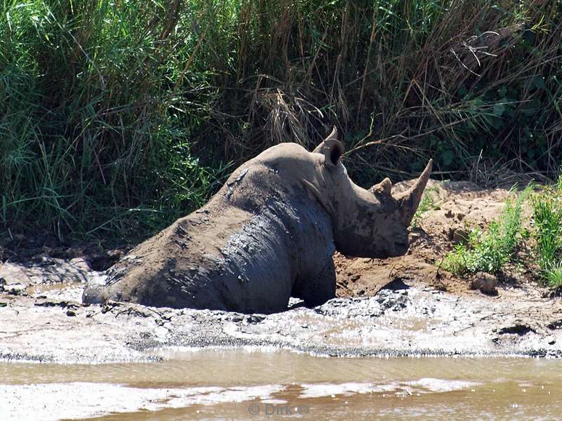 south africa hluluwe rhinos