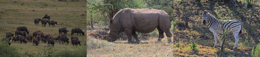 wildpark hluluwe zuid-afrika neushoorns