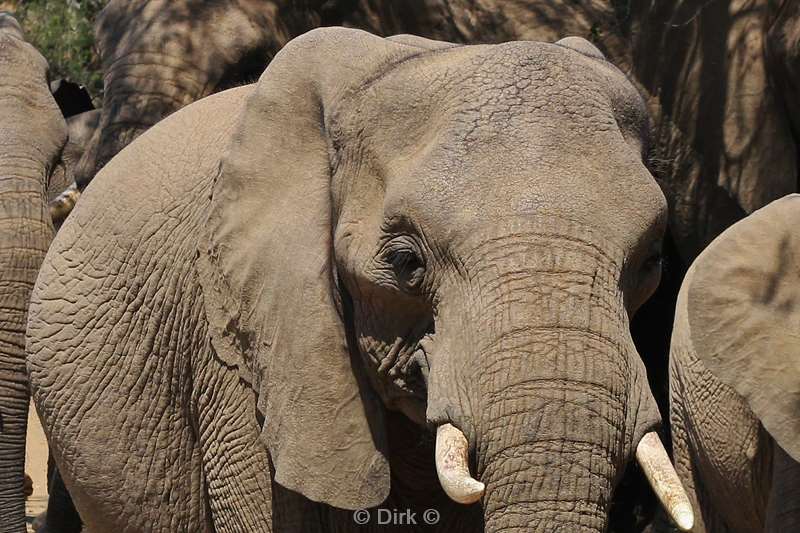 south africa hluluwe elephants