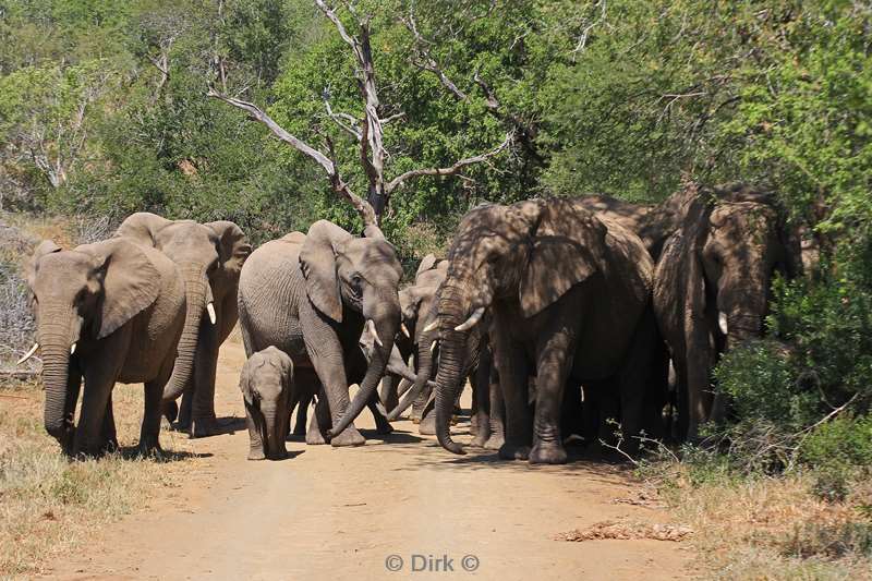 zuid-afrika hluluwe olifanten