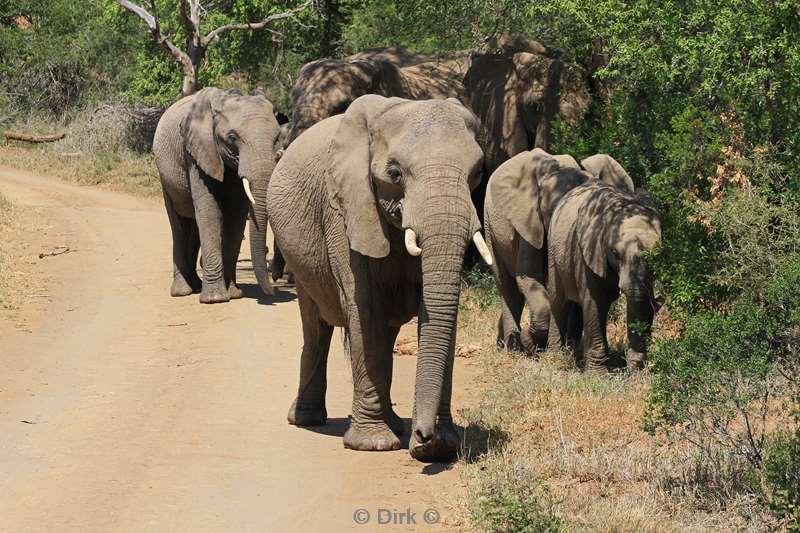 south africa hluluwe elephants