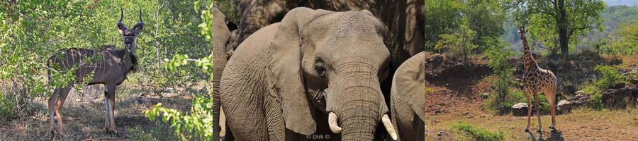 hluluwe imfolozi game park south africa elephants
