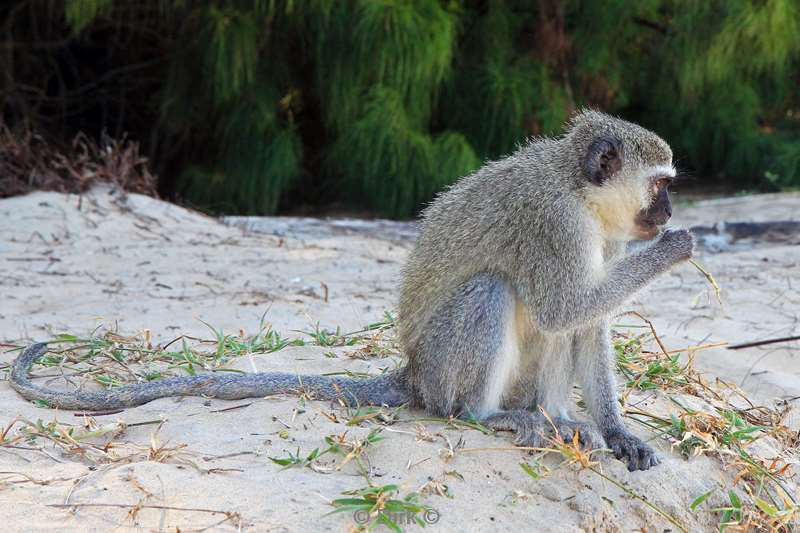 zuid-afrika iSimangaliso aap