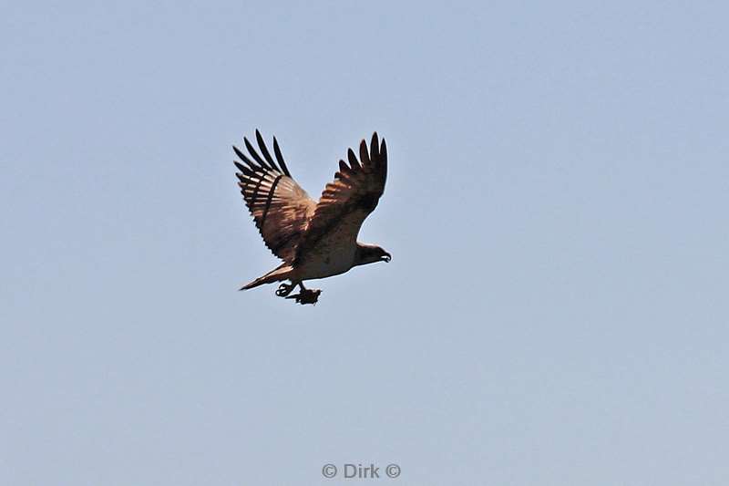 south africa iSimangaliso eagle