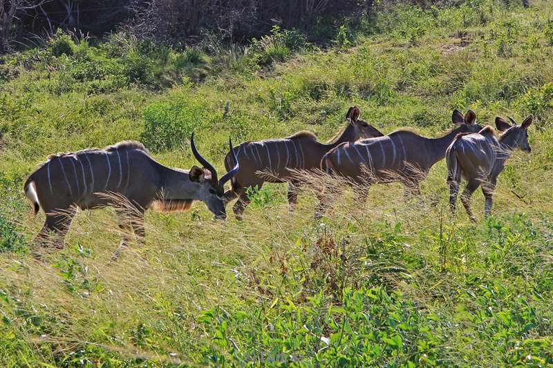 zuid-afrika iSimangaliso kudu