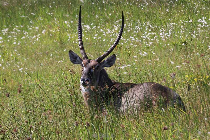 south africa iSimangaliso waterbok