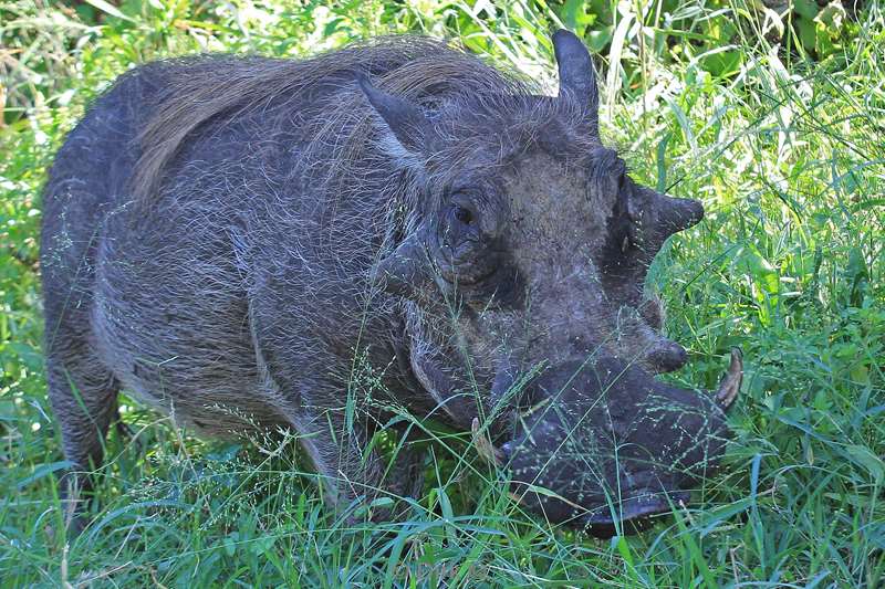 zuid-afrika iSimangaliso wrattenzwijn