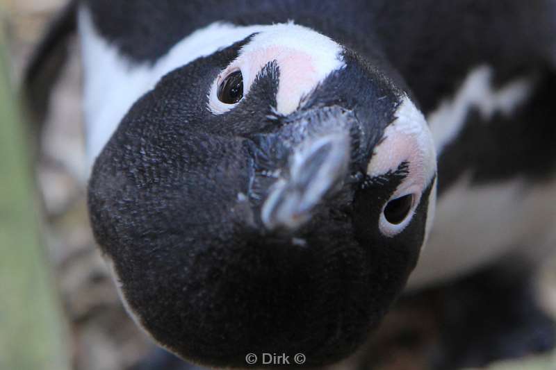 south africa jackass pinguins