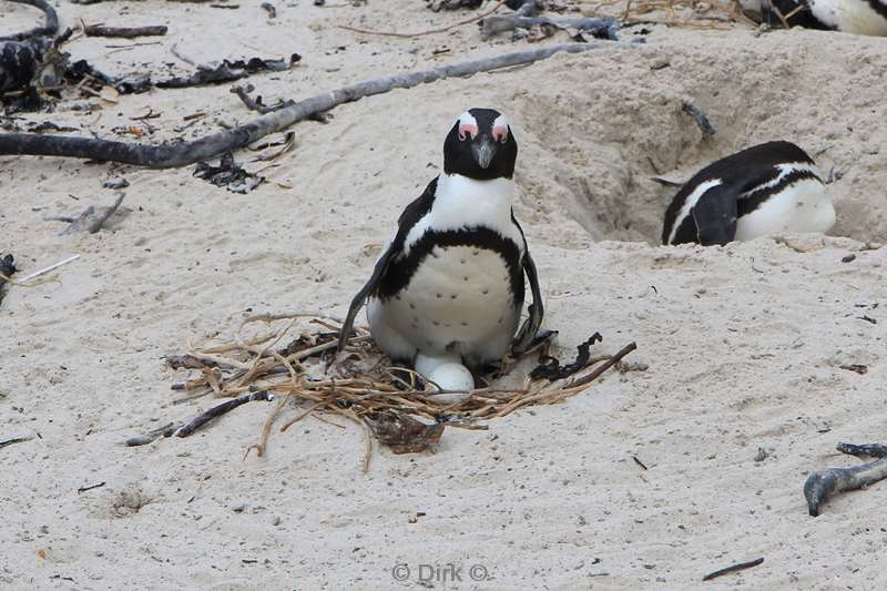 zuid-afrika jackass pinguins