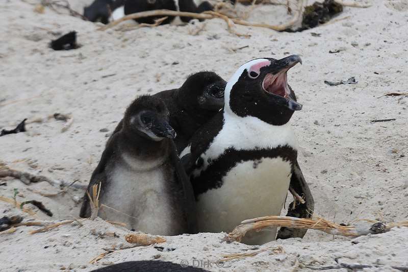 zuid-afrika jackass pinguins