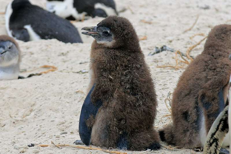 zuid-afrika jackass pinguins