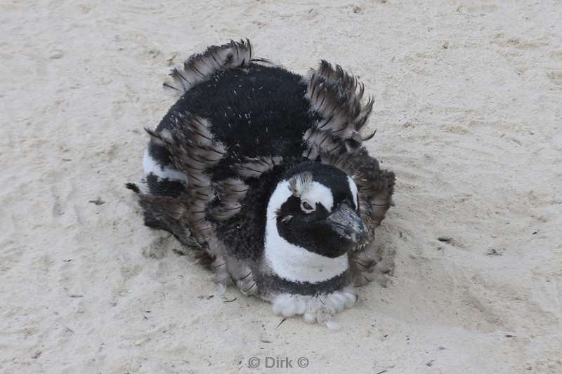 south africa jackass pinguins