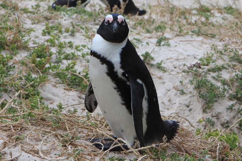 south africa jackass pinguins