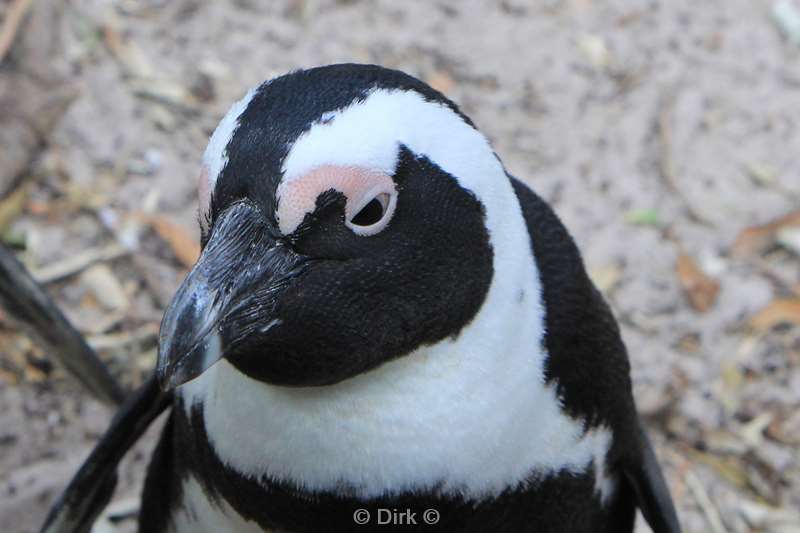 south africa jackass pinguins