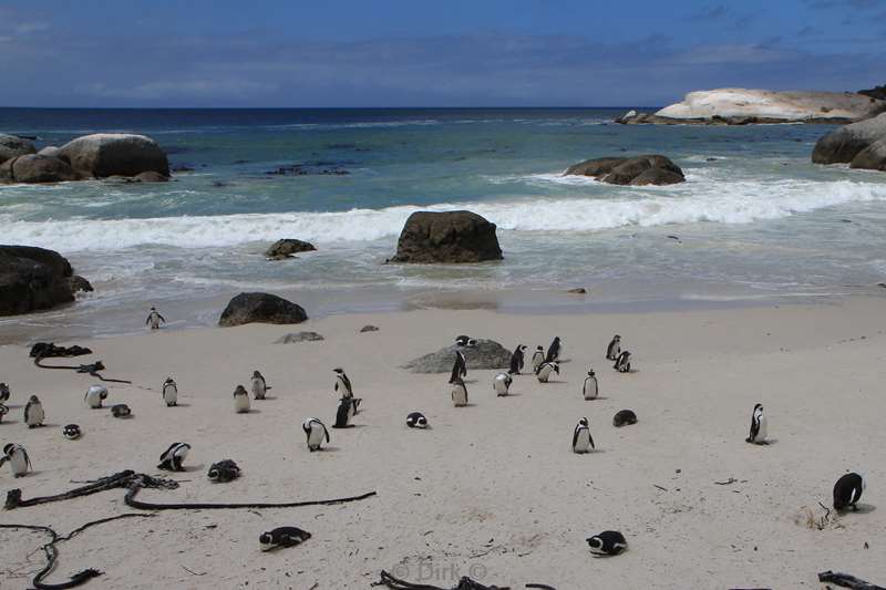 zuid-afrika jackass pinguins